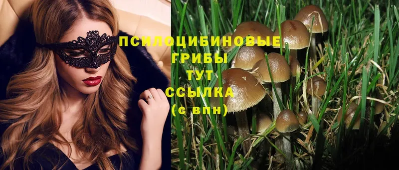 Псилоцибиновые грибы Cubensis  Дегтярск 